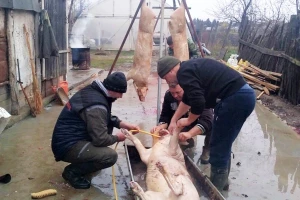 Masne cijene tovnih svinja: Afrička kuga dokusurila ponudu