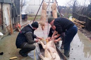 Masne cijene tovnih svinja: Afrička kuga dokusurila ponudu