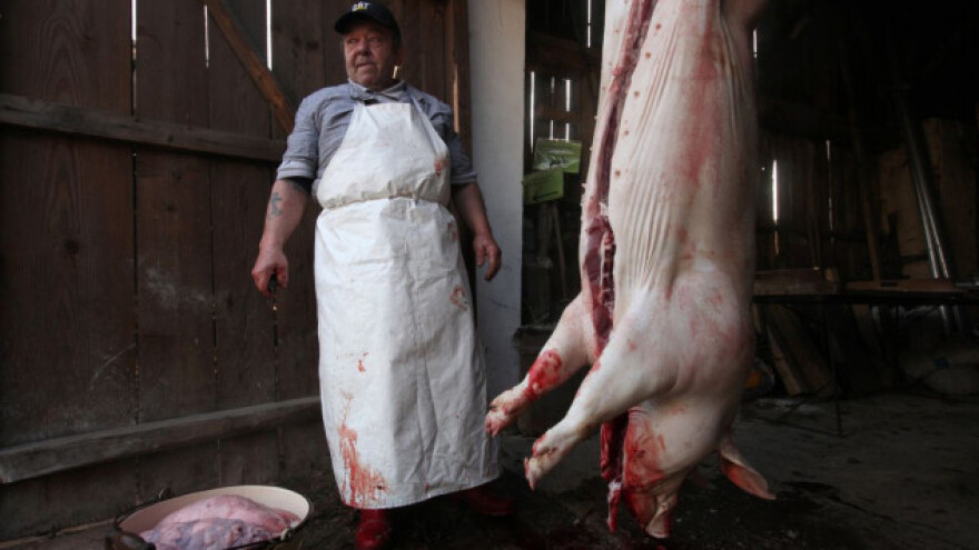 Svinjokolja uz obuku i certifikat!