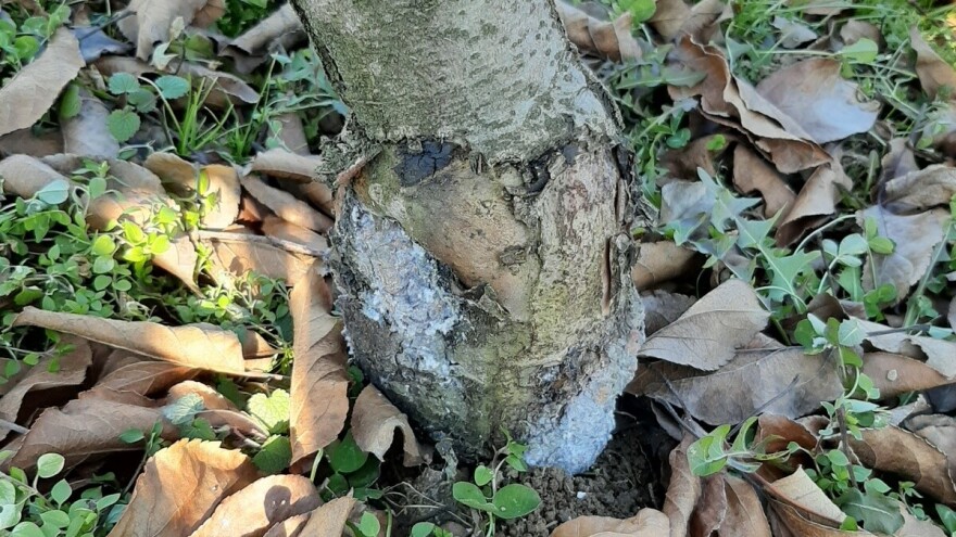 Suzbijte krvavu vaš bez hemijskih sredstava već uz pomoć bijelog luka