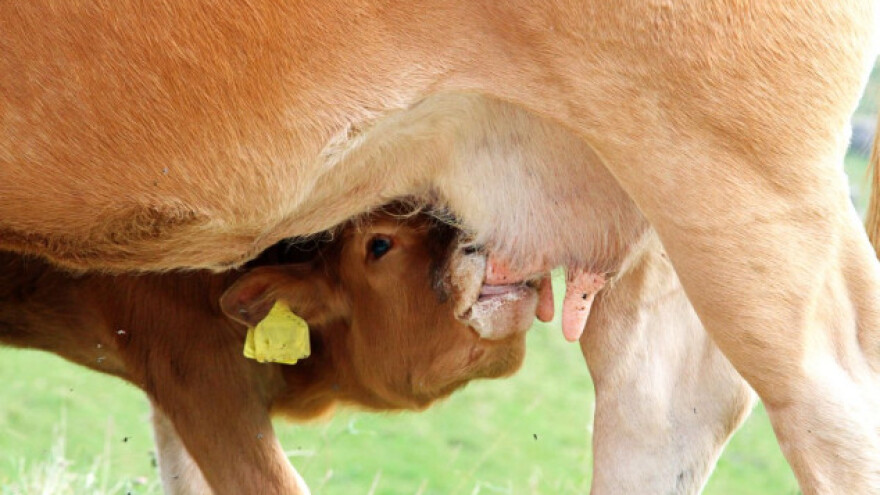 Kolostrum - prava imunološka bomba