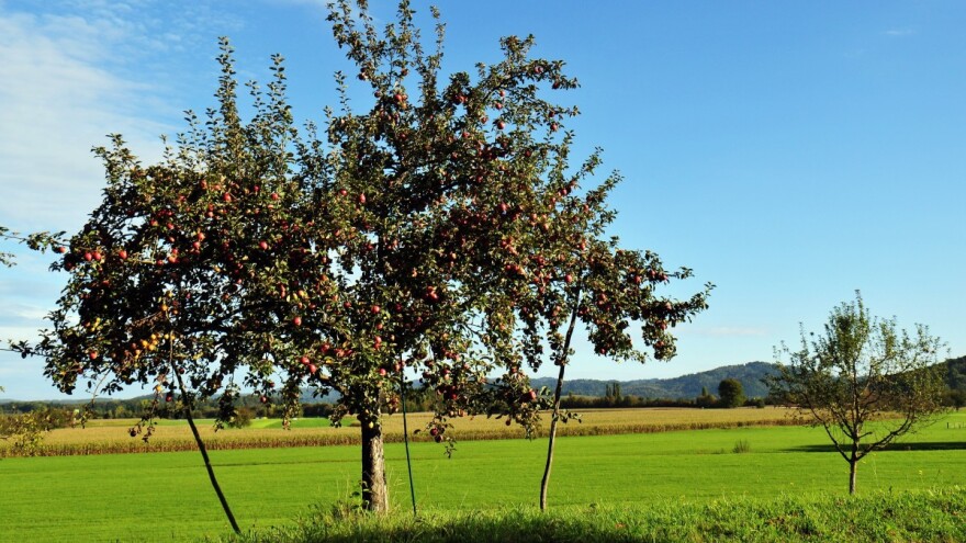 Dokle je tvoja njiva? Međom, od one jabuke do kamena