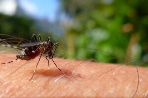 Florida u prirodu pušta 750.000 genetski modifikovanih komaraca