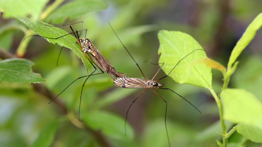 Dosadni komarci: Kako se zaštititi i smanjiti im broj?