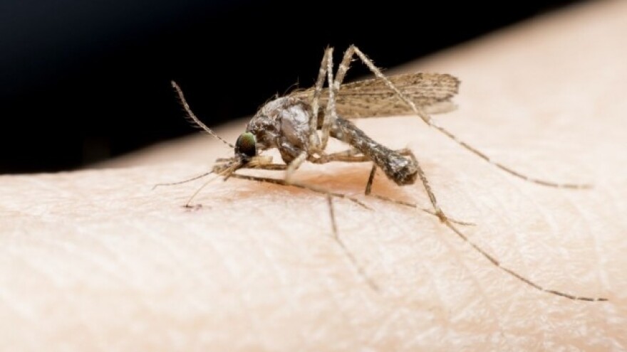 Prirodni načini zaštite od komaraca