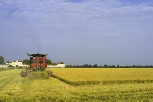 Italija uspjela prodati rižu Kinezima