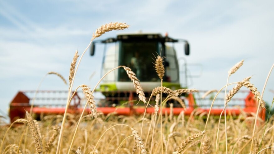 Ratari u Banatu očekuju niže prinose pšenice