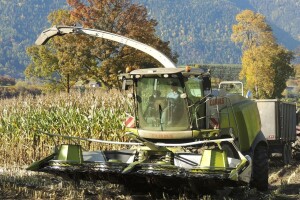 Očekuje se 60-70 t/ha silažnog kukuruza - analize će pokazati kakvog je kvaliteta