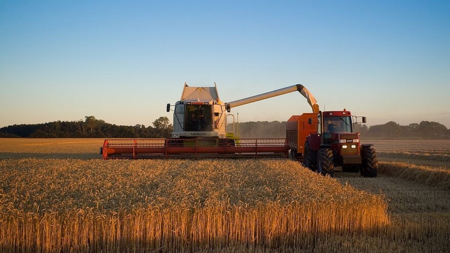 Otežani uslovi žetve u Šumadiji - prinosi niski, kvalitet loš