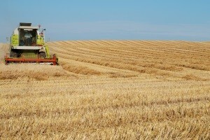 Županjski kombajni ipak će žeti rusku pšenicu