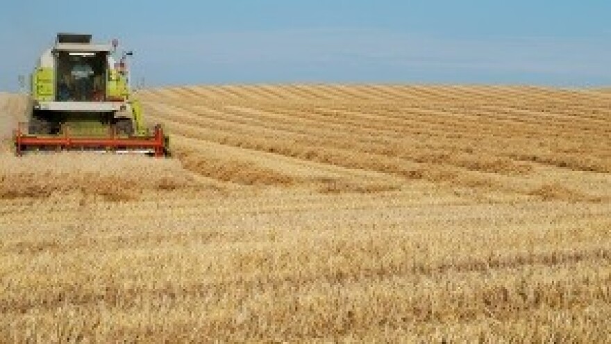 Županjski kombajni ipak će žeti rusku pšenicu