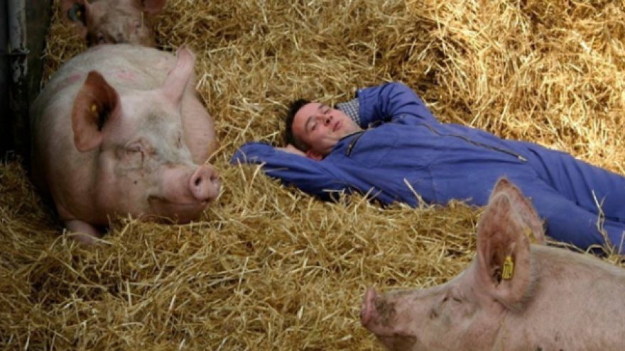 Hranidbeni normativi za komfor svinjogojca!