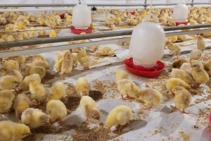 Komina grožđa poboljšava prirast mase brojlera? Evo što je pokazalo istraživanje