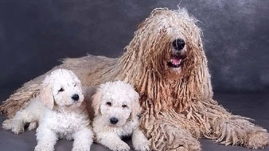 Komondor: beli čupavac nezgodnog karaktera