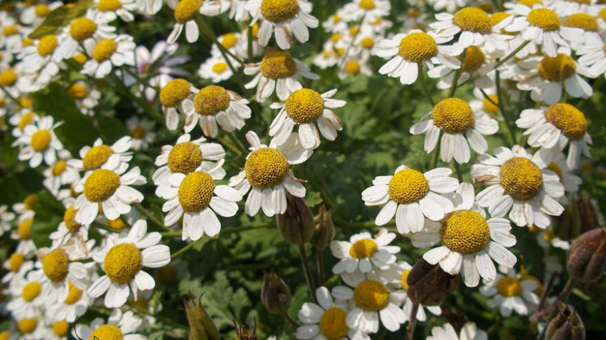 Ljekovito bilje, med i šumski plodovi u katalogu