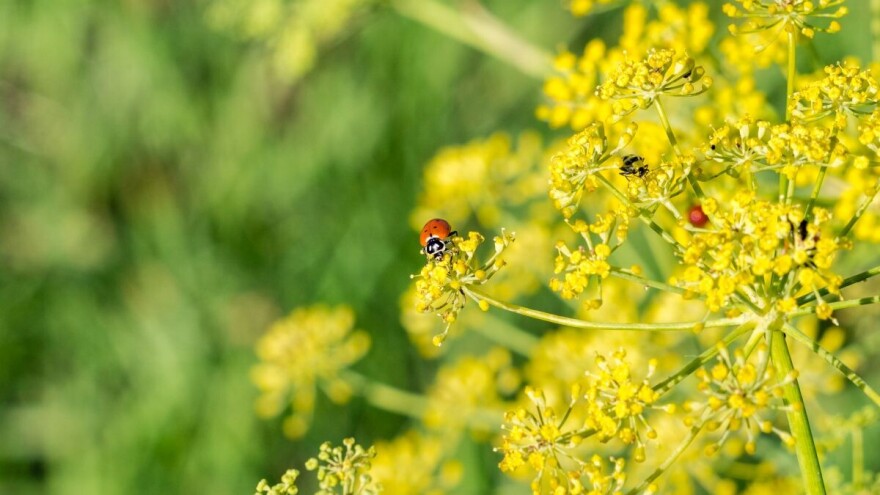 Komorač: Biljka skromnih zahteva i velike koristi
