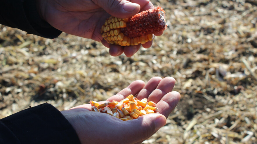 Prva procjena: U 2021. rasla vrijednost proizvodnje i realni dohodak u poljoprivredi