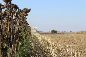 Kukuruz - 34 dinara bez PDV-a, najviše se trgovalo pšenicom