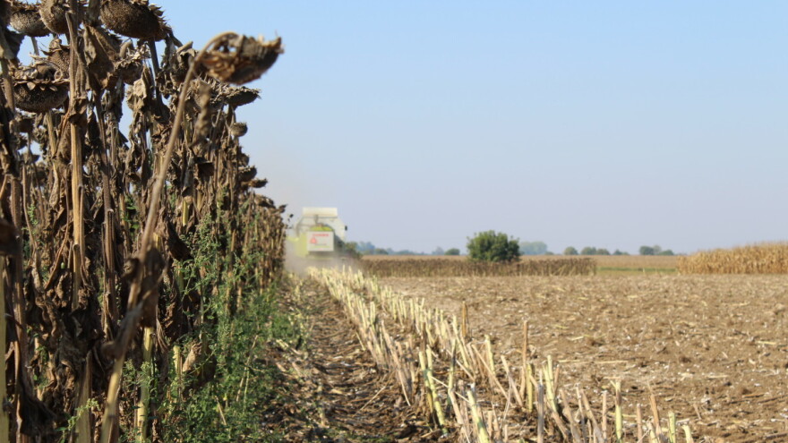 Kukuruz - 34 dinara bez PDV-a, najviše se trgovalo pšenicom