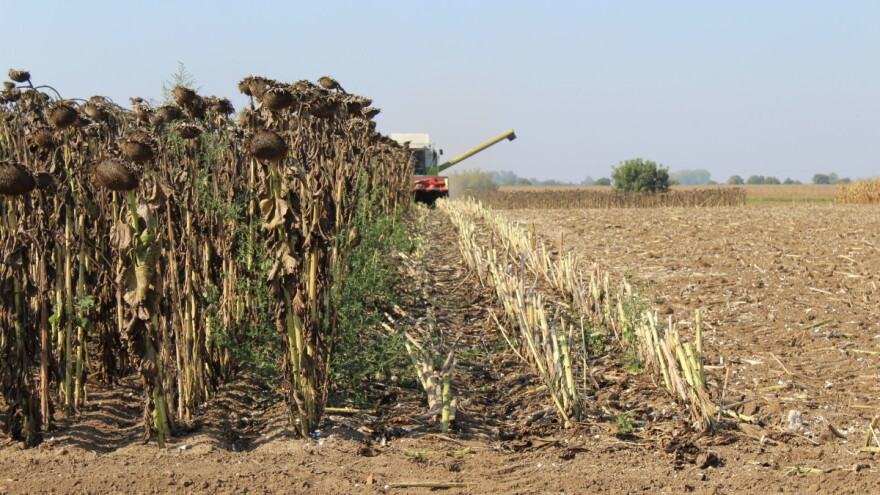 Kretanje proizvodnje usjeva - koji bilježe pad, a koji rast?