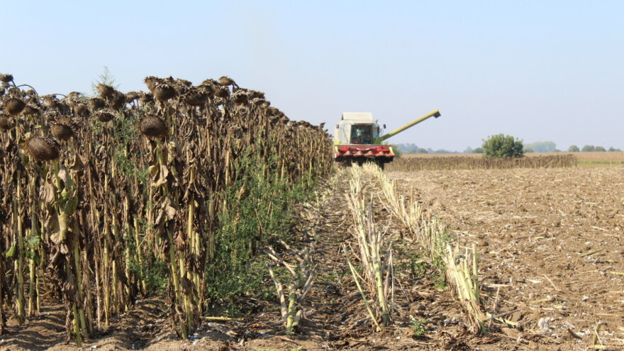 Visokooleinski ekološki suncokret na PG-u Zorić, izvozom postižu bolju cijenu