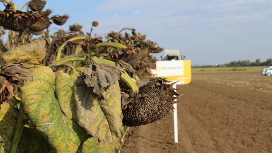 Možete li zamisliti da proizvođač suncokreta sam pravi ulje i nalazi kupce?
