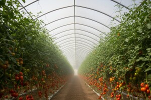 Kompletna rješenja za plastenike