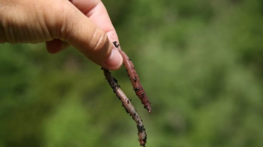 Kako izgraditi farmu glista?