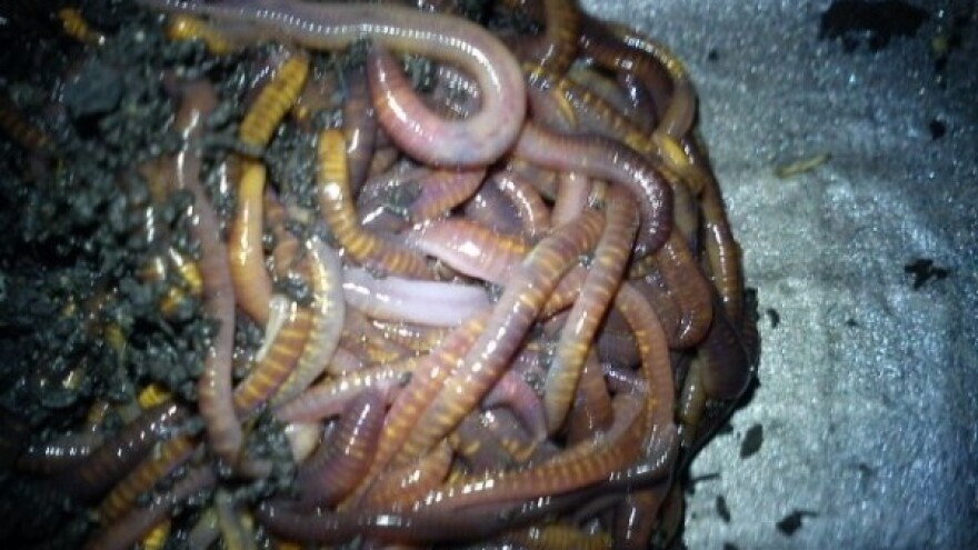 Kako kompostirati uz pomoć glista?