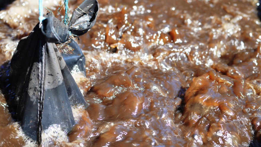 Kako napraviti kompostni čaj koji podstiče zdrav rast biljaka