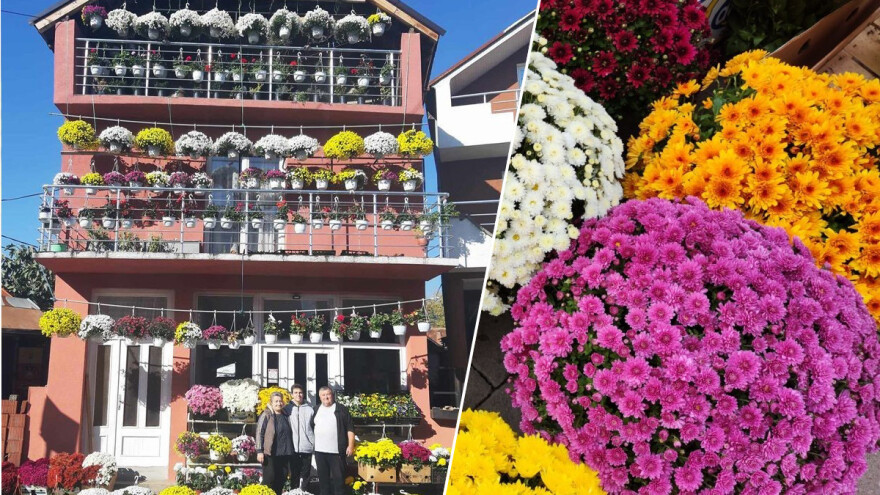 Kupujete cveće za terasu - pogledajte kako će vam "stajati"?