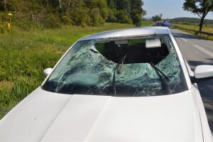 Nesvakidašnja nesreća: Srndać završio u automobilu, vozač lakše ozlijeđen