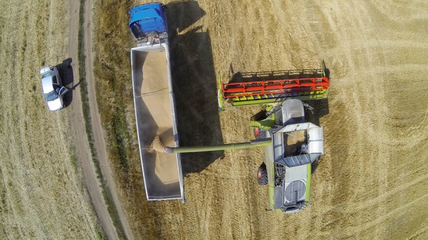 Više od polovine proizvođača pšenice bez prihoda u 2020. godini