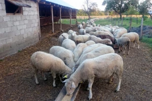Odredite tjelesnu kondiciju ovaca