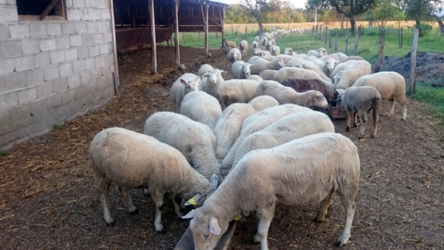 Odredite tjelesnu kondiciju ovaca