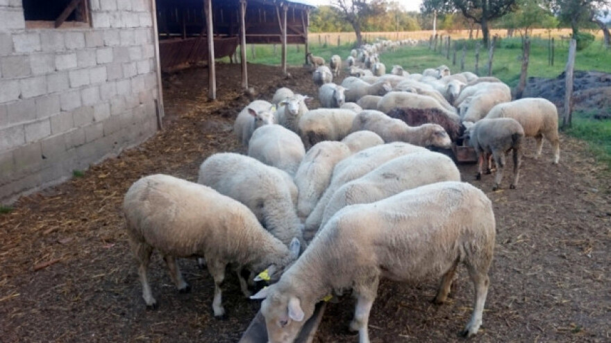 Odredite tjelesnu kondiciju ovaca