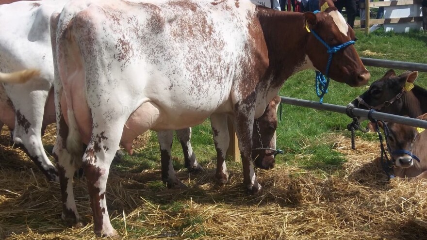 Stočarstvo i proizvodnja mlijeka glavne teme KoneAgria 2018
