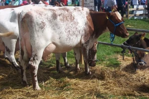 Stočarstvo i proizvodnja mleka glavne teme KoneAgria 2018