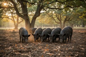 Konferencija Europskog udruženja uzgajivača i proizvođača svinja