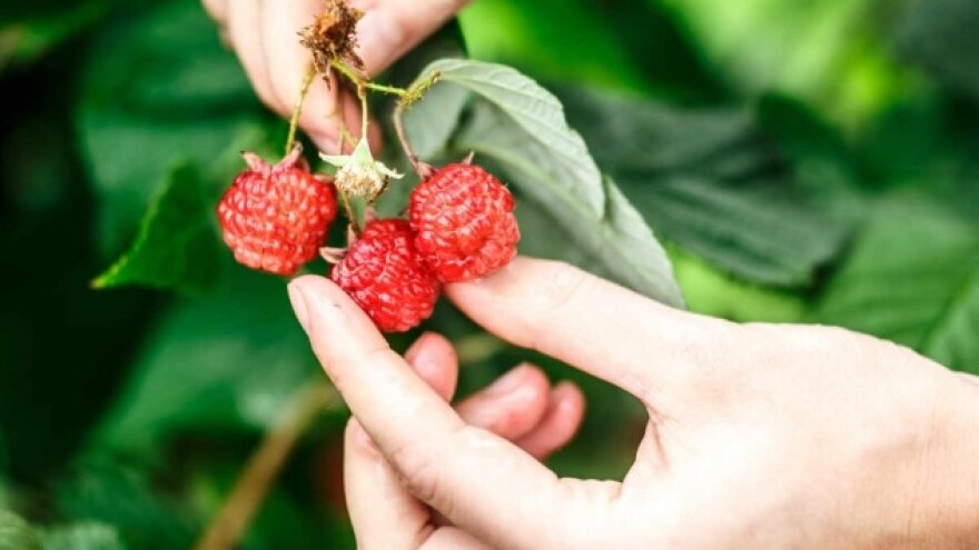 Srbija je svetska elita u proizvodnji maline