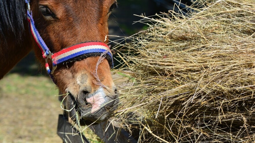 U pokušaju zaustavljanja odbjeglog konja smrtno stradao vlasnik