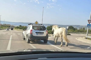 Ima i toga: Zavezao konja za auto i vozio po cesti!