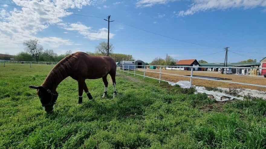 Vlasnicima kopitara omogućen pristup aplikaciji "Posjednik"