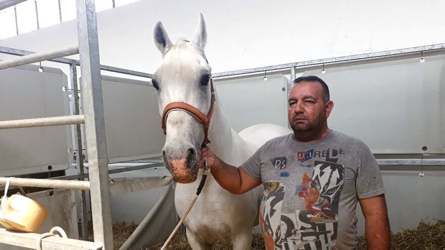 Lipicanac 27 Maestoso Trompeta - šampion sajma u Novom Sadu