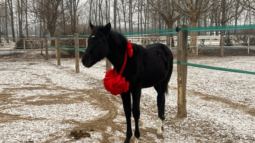 Zašto u Kini kloniraju konje?