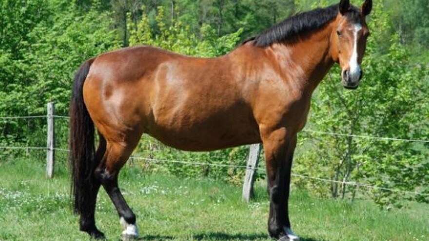 Koliko konji danas znače hrvatskom gospodarstvu?