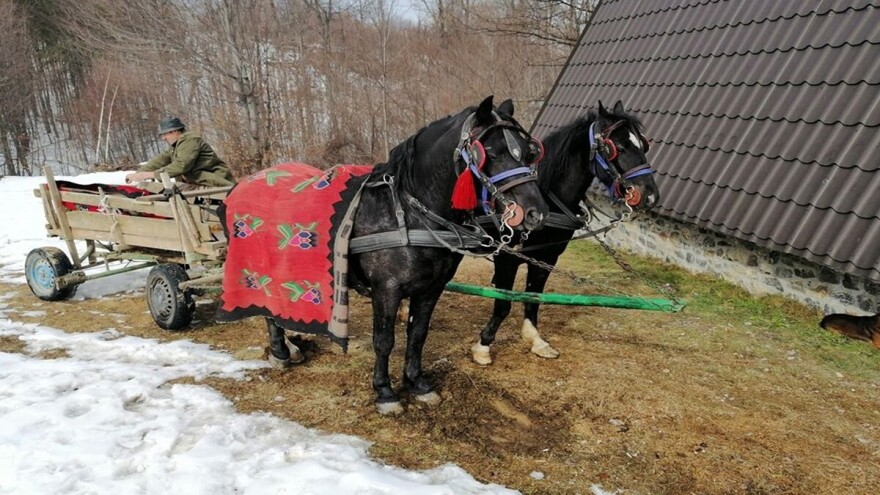 "Božićni konji" i ove godine donose sreću Peckoj
