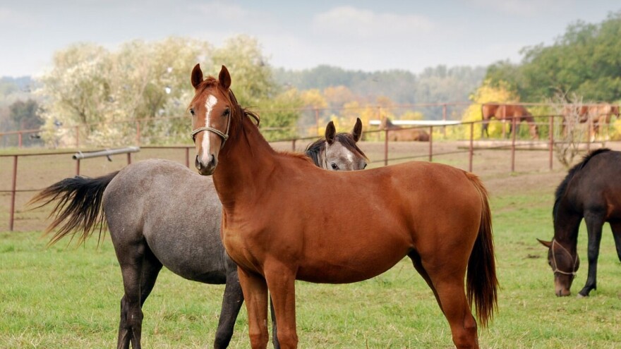 U obnovu ergele Vučijak, Vlada RS ulaže 300.000 KM