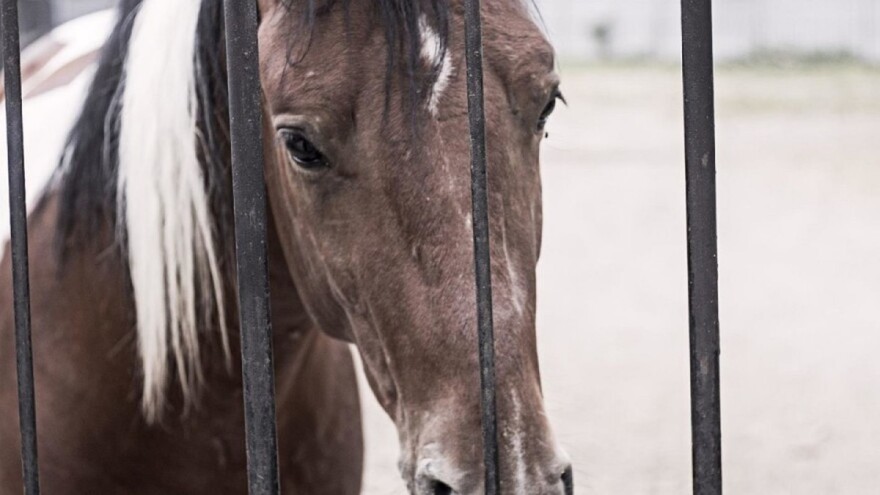 Više od 130 grla uginulo zbog afričke bolesti konja