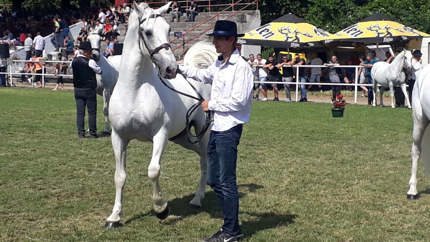 Lipicaner 27 Maestoso Trompeta - Šampion ovogodišnjeg sajma